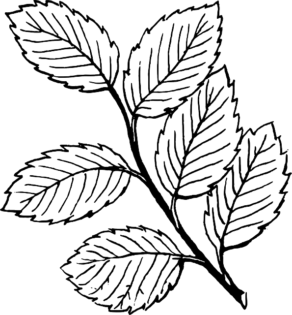 Black, Fall, Outline, Drawing, Leaf, Tree, White - Clipart Black And White Leaves - Png Download (595x640), Png Download