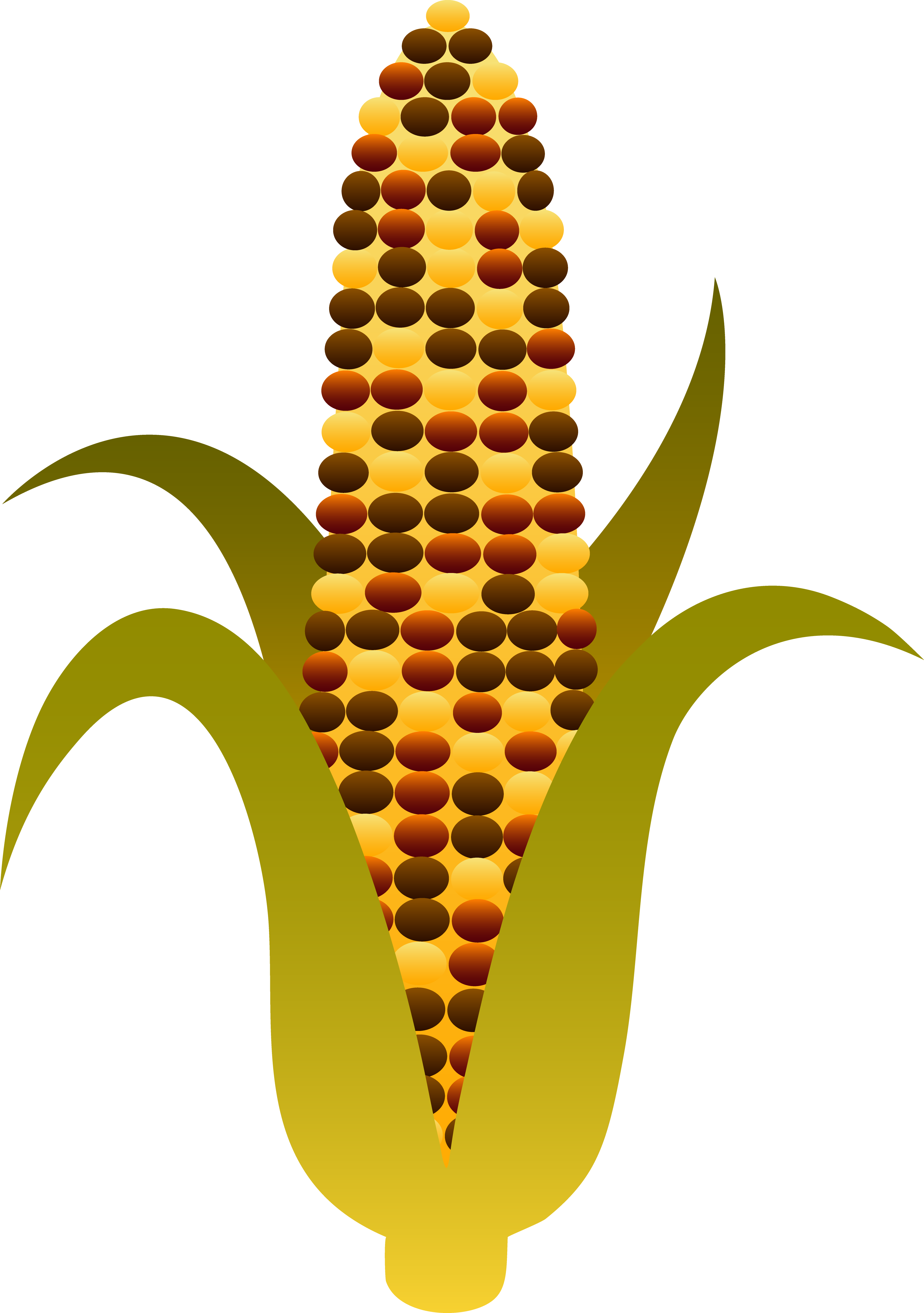 Indian Harvest Corn Maize - Indian Corn Clipart - Png Download (3751x5330), Png Download