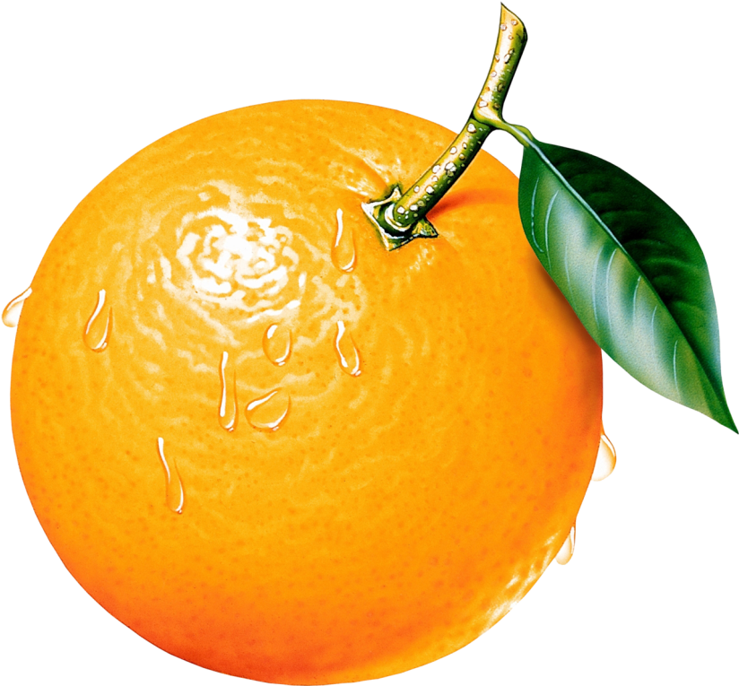 Orange Tree Clipart - Orange Images Clip Art - Png Download (830x772), Png Download