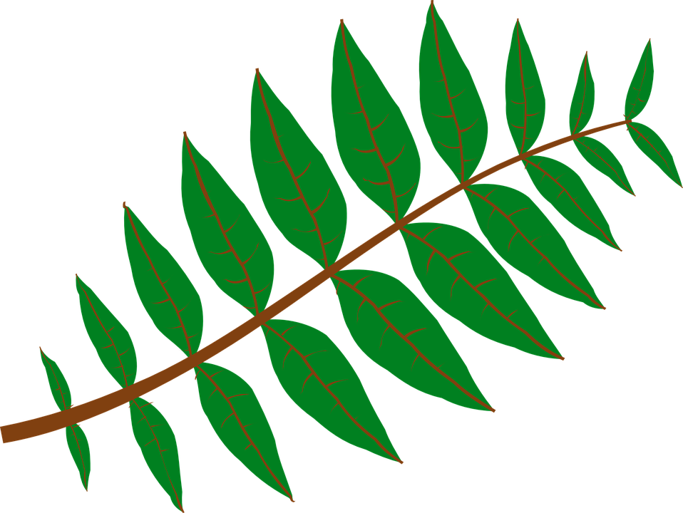 Pinnate Leaf Large 900pixel Clipart, Pinnate Leaf Design - Leaf Clip Art - Png Download (900x677), Png Download