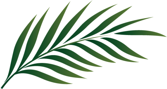 Png Palm Leaf - Palm Leaf Png Clipart (1920x400), Png Download