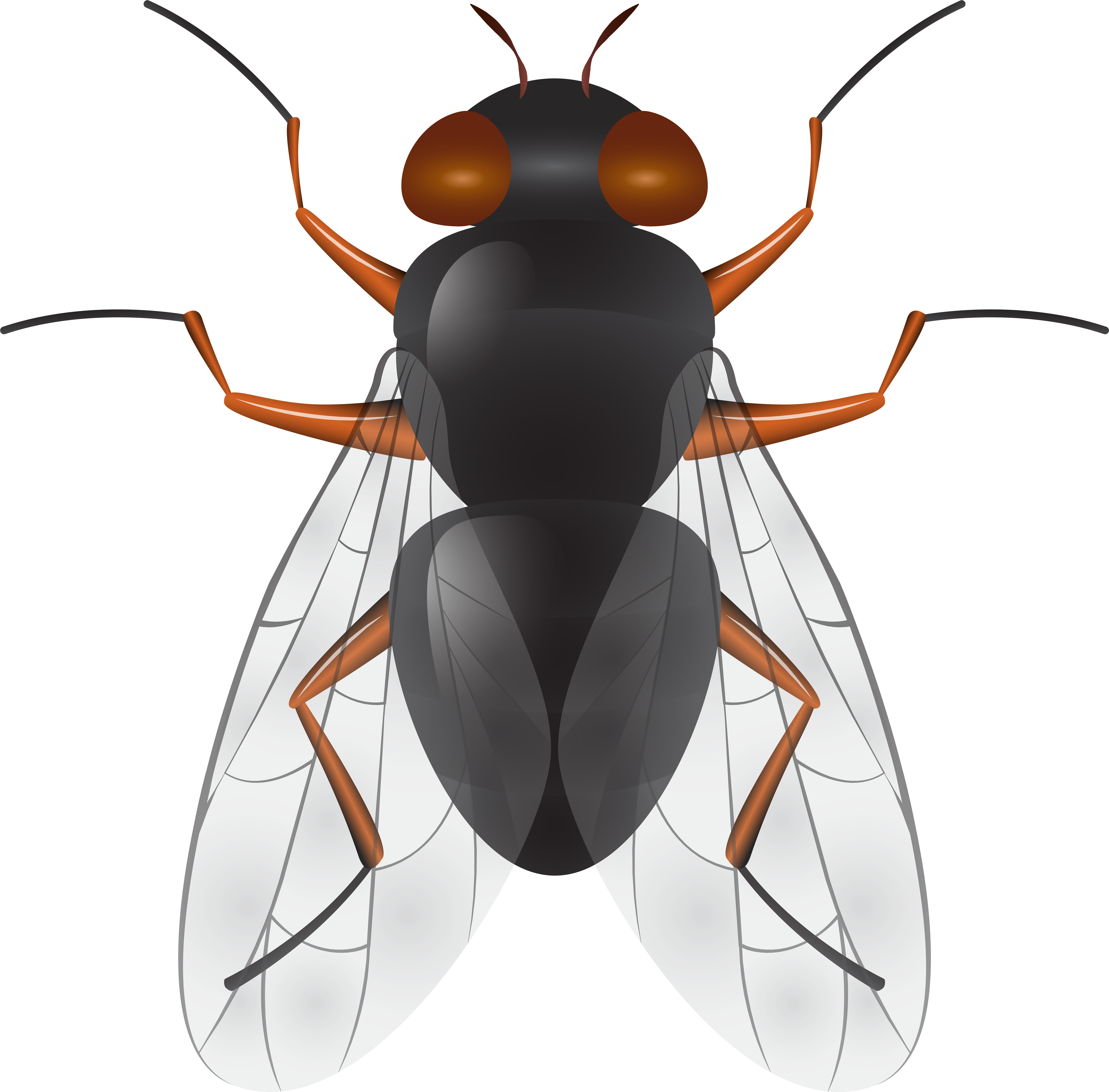 Fly Png Clip Art Best Web Clipart Intended For Fly Transparent Png (8000x7881), Png Download