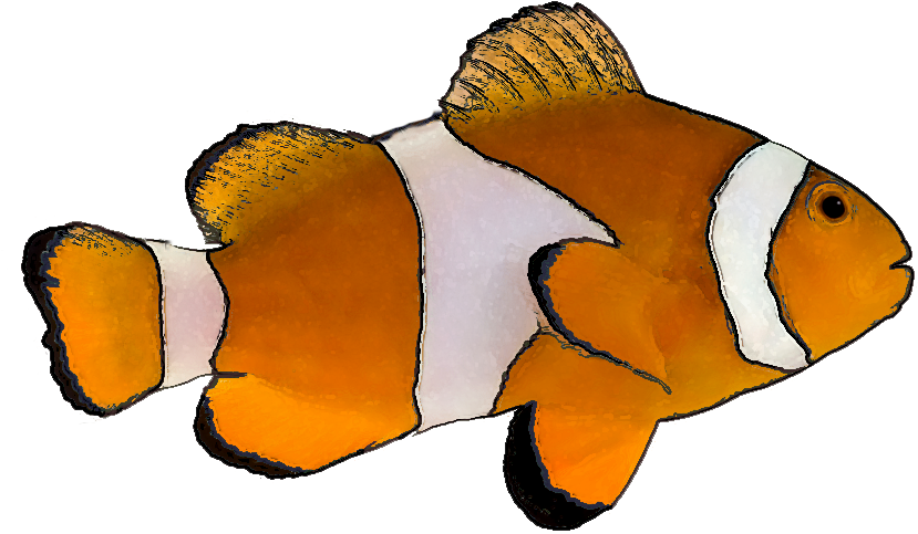 Free Tropical Fish Clip Art - Clown Fish White Background - Png Download (873x527), Png Download