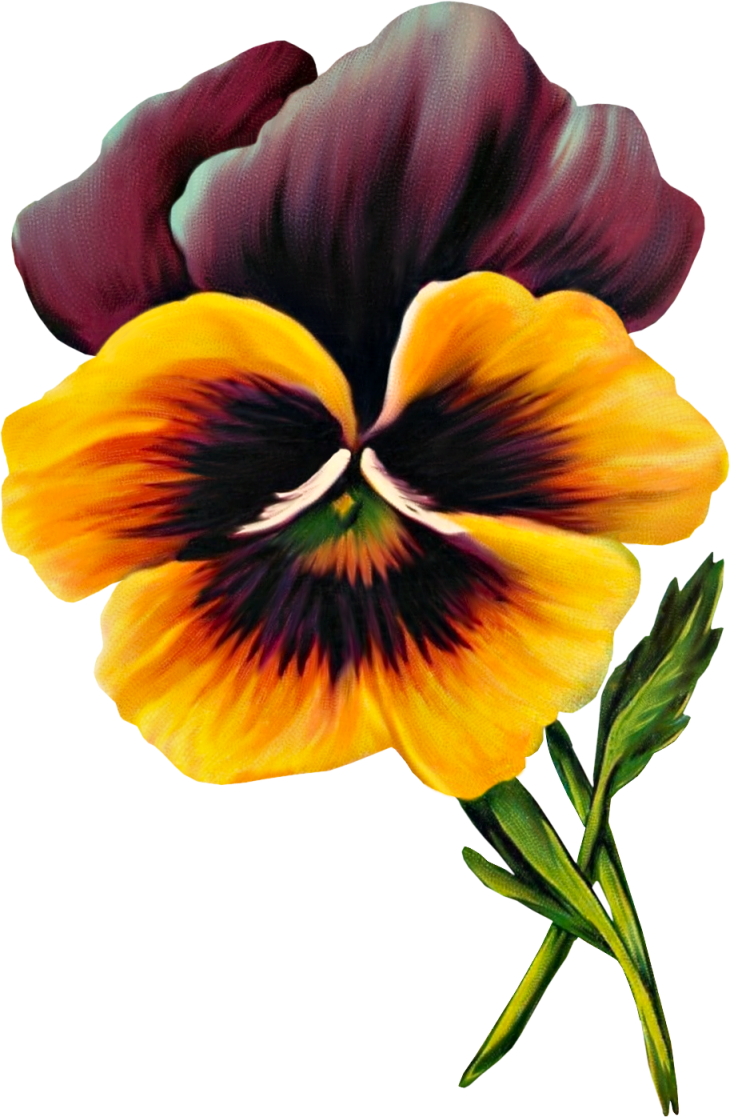 Free Vintage Pansy Graphic - Clip Art - Png Download (730x1117), Png Download