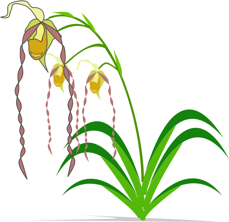 Clipart - Phragmipedium - Spectacular Orchids: The Basics Of Growing Your Own - Png Download (800x800), Png Download