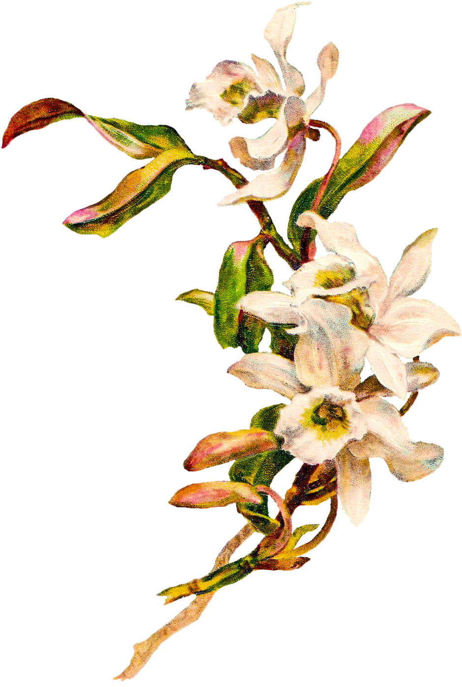 Clipart Info - Png Download (975x1432), Png Download