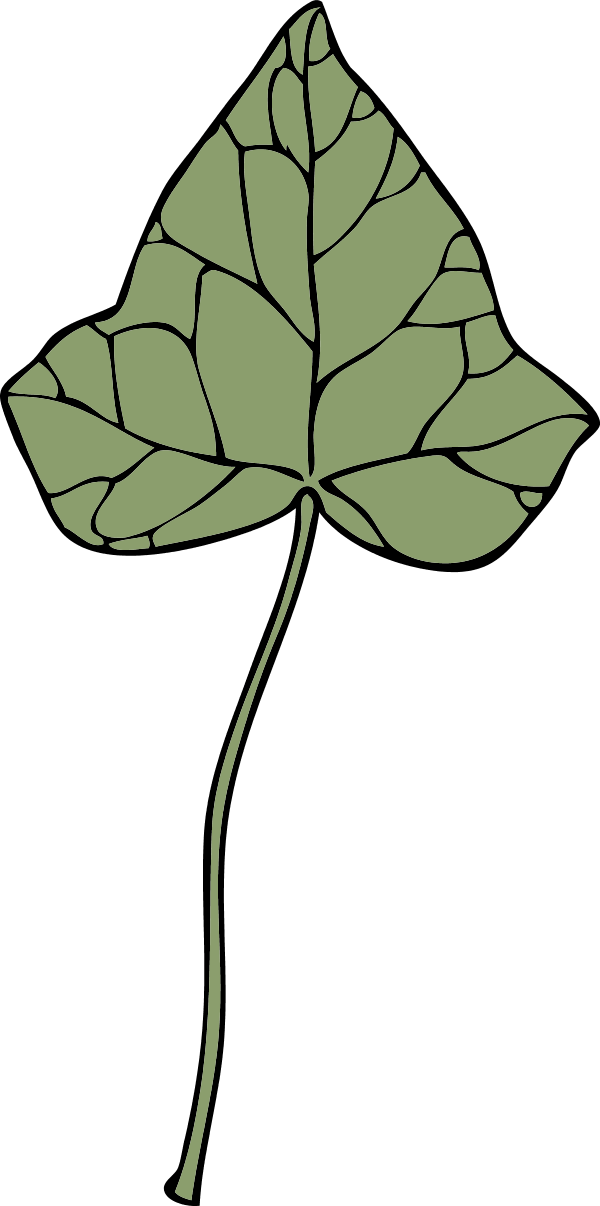 Ivy Leaf - Clip Art - Png Download (600x1206), Png Download