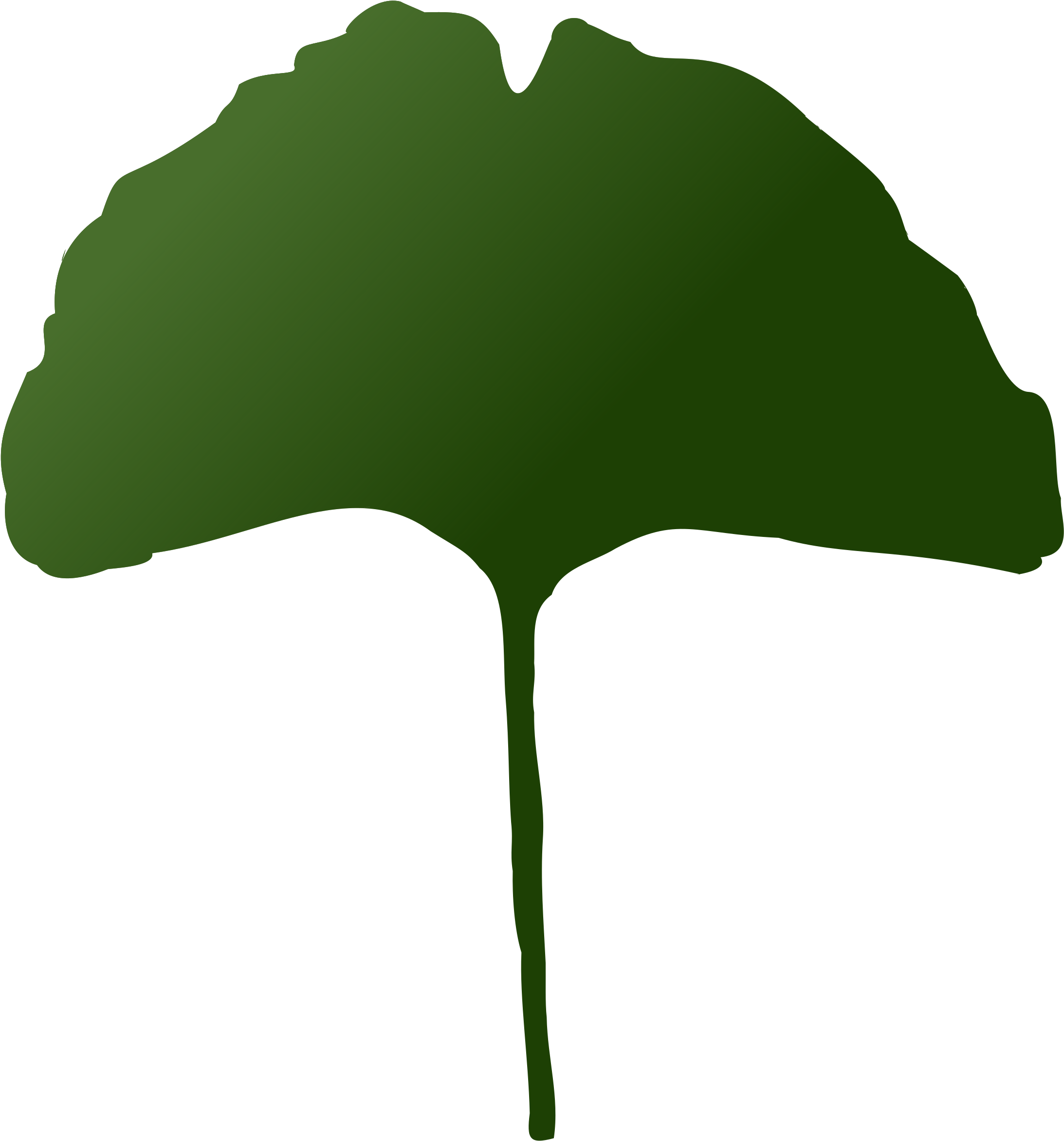 All Photo Png Clipart - Maidenhair Tree Transparent Png (693x750), Png Download