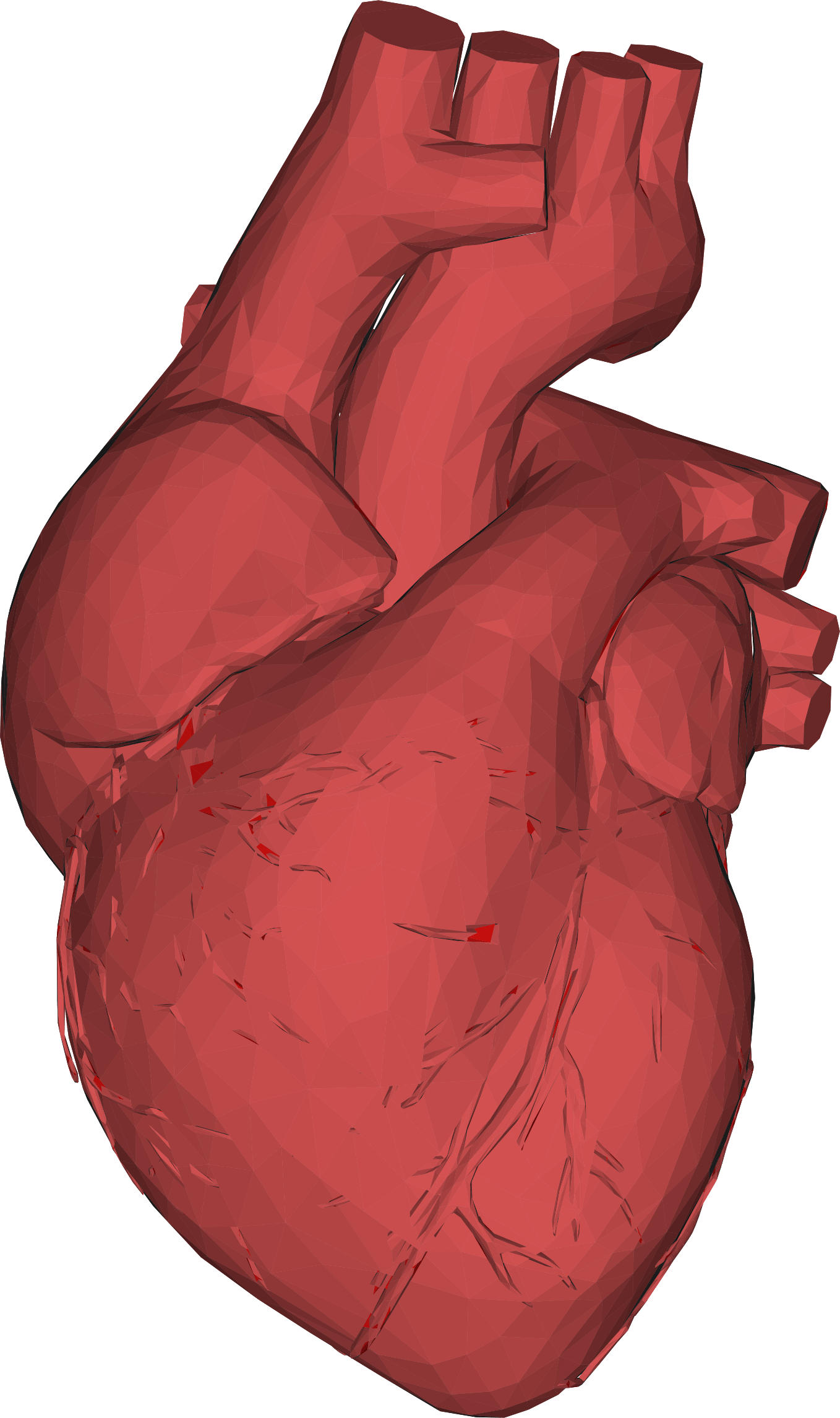Download 3d Computer Graphics Low Poly Heart Anatomy Thumb - Human