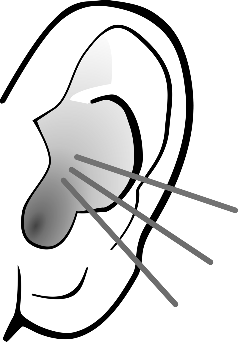 Ear Image Free Download Clip Art - Listening Ear Png Transparent Png (557x800), Png Download