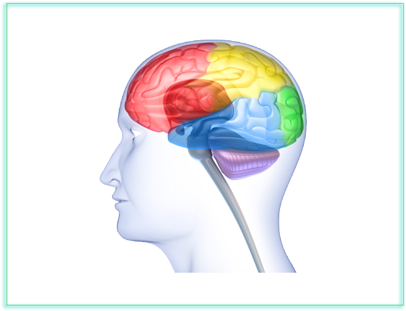 Download Neuroscience Clipart Neuroscience Neurology - Google In Our Brains - Png Download (828x648), Png Download