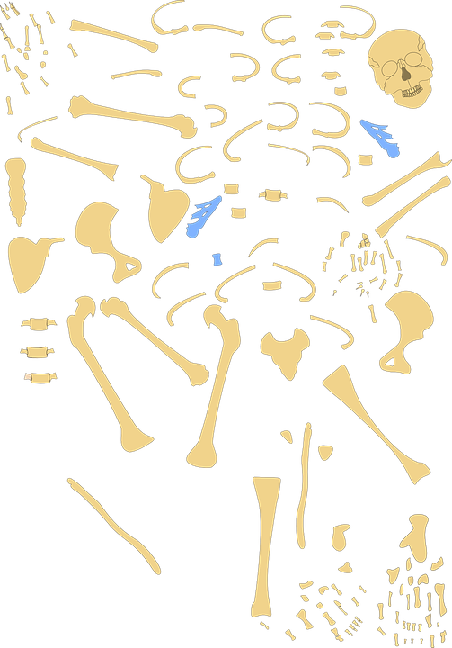 Hand Clipart Hand Anatomy Human Skeleton - Bone - Png Download (503x720), Png Download