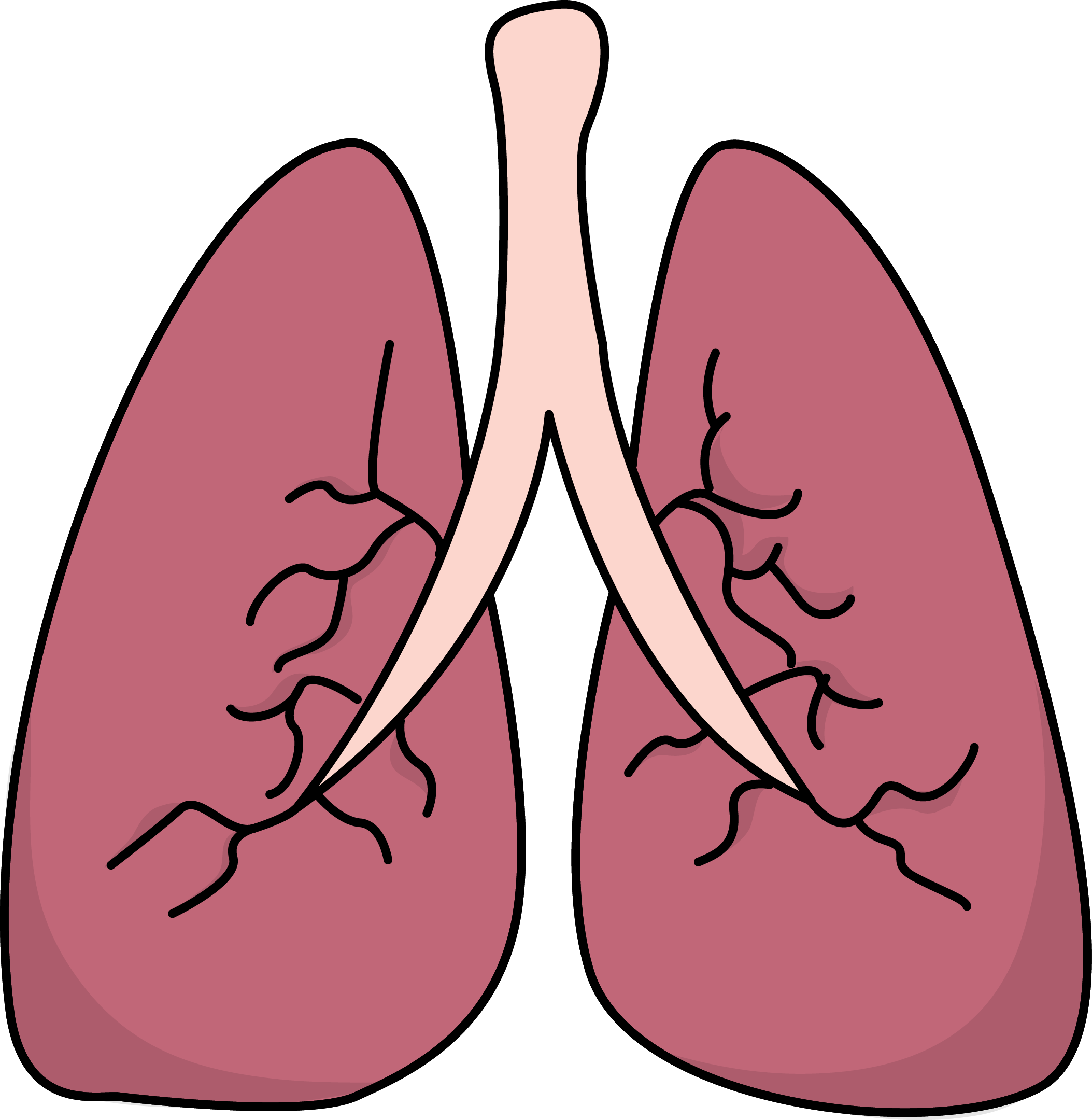 Lungs Cartoon Organ Anatomy Vector Cartoon Organ Anatomy Png And The