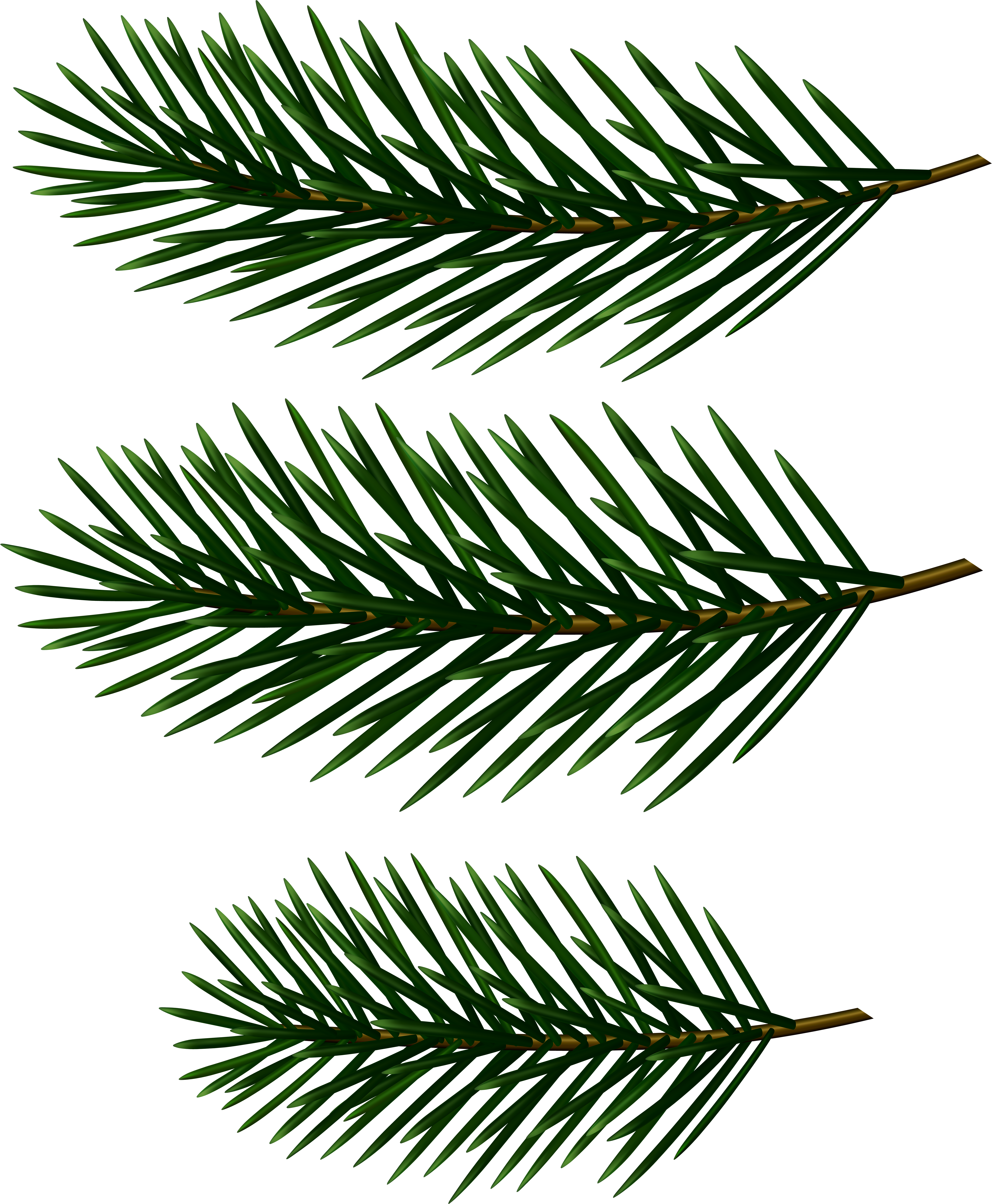 White Pine Clipart (5779x7000), Png Download