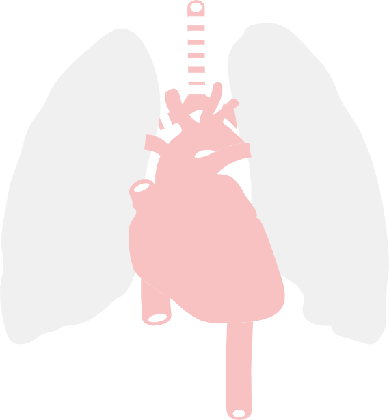 Anatomy Clip Art - Clip Art - Png Download (569x613), Png Download