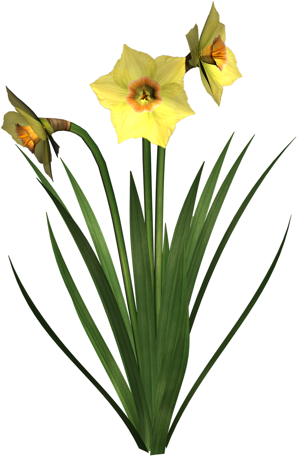 Daffodil Clipart Free - Clip Art - Png Download (1600x1600), Png Download