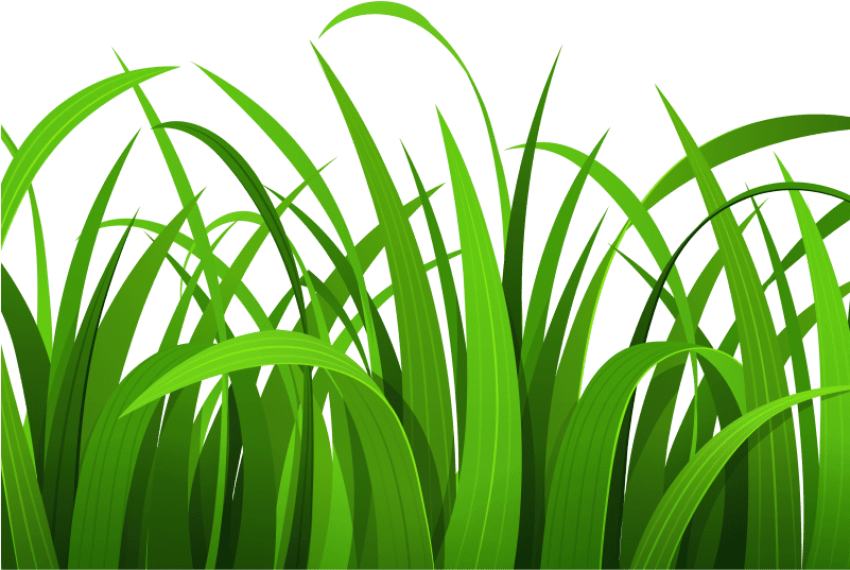 Grass Pictures Clip Art Clipart Image Clipartix Pertaining - Grass Clipart - Png Download (800x600), Png Download