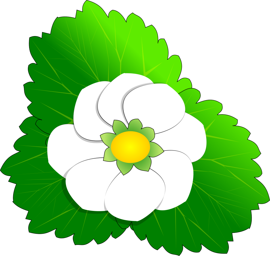 Flower - Flower Clip Art - Png Download (900x852), Png Download