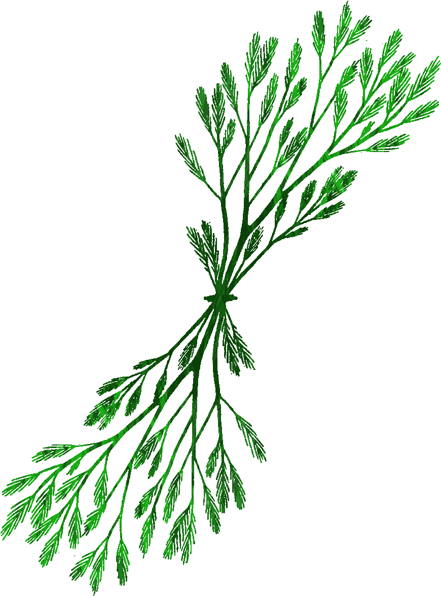 Seaweed Cartoon Grass Clip Art - Png Download (1199x1200), Png Download