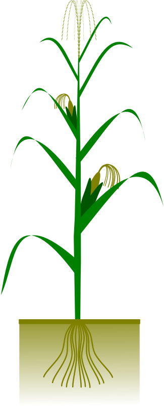Free Corn Plant Clip Art - Maize Plant - Png Download (555x1377), Png Download