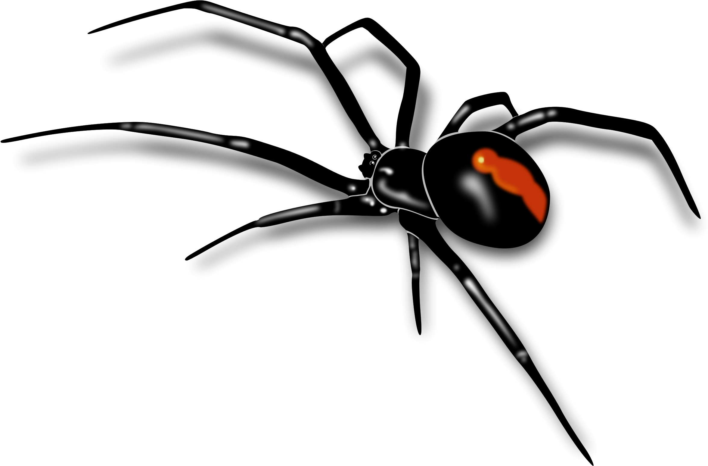 Clipart Info - Redback Spider - Png Download (2400x1569), Png Download