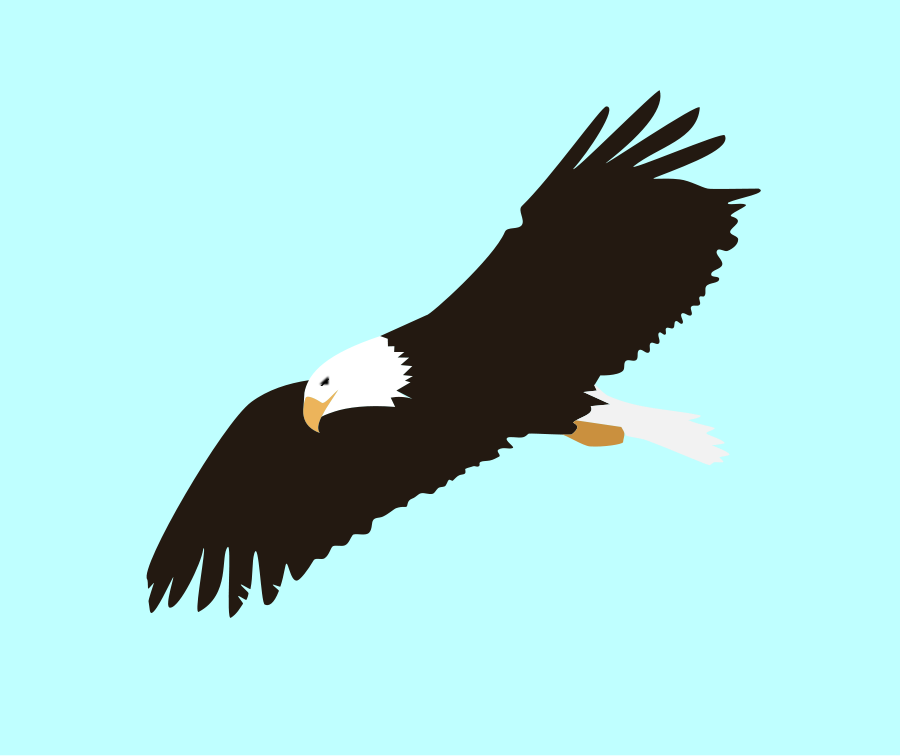 Soaring Eagle Clipart - Bald Eagle Clipart Png Transparent Png (900x756), Png Download