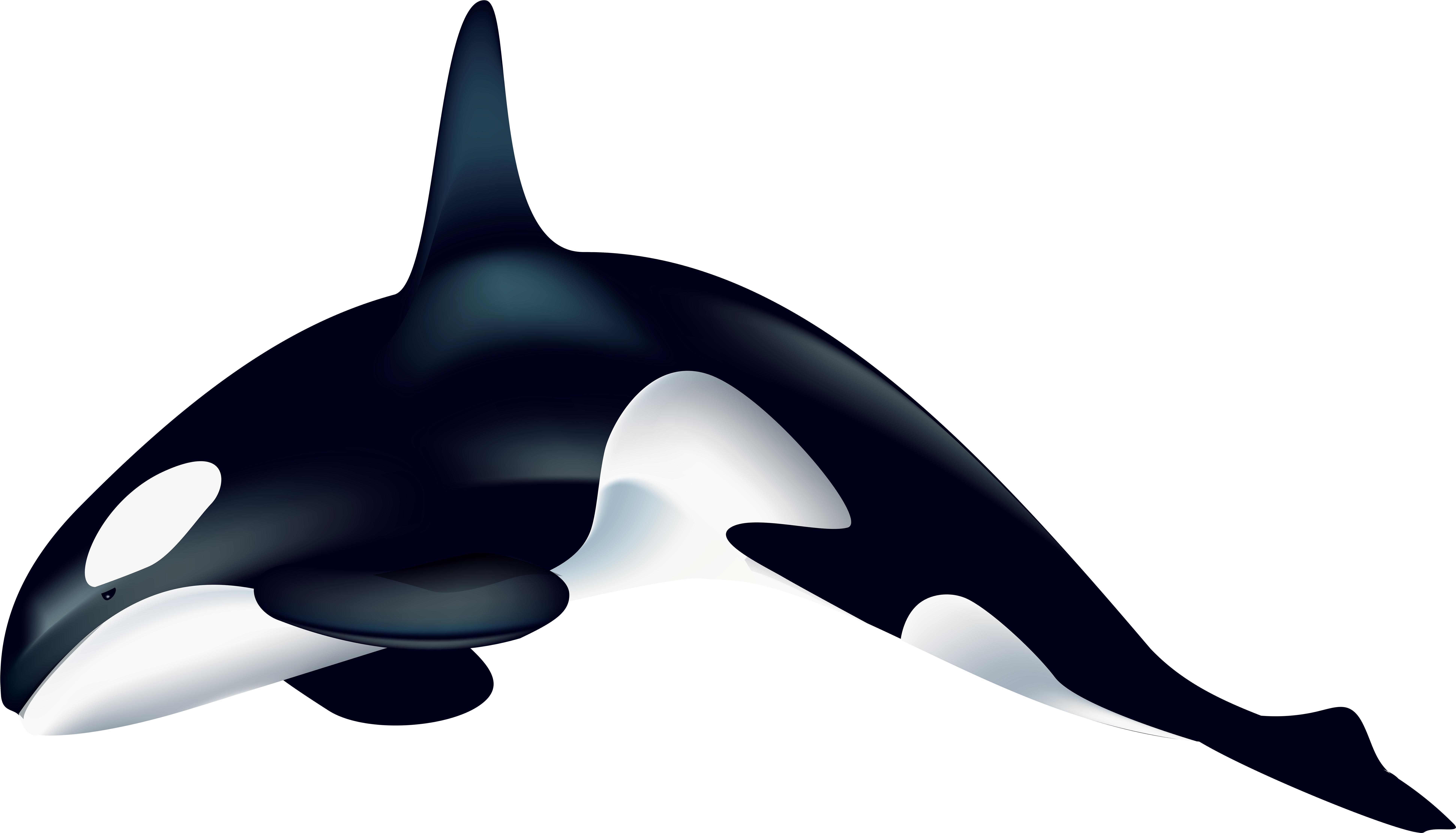 Orca Png Transparent Clip Art Image Gallery Yopriceville - Whale Transparent (8000x4576), Png Download