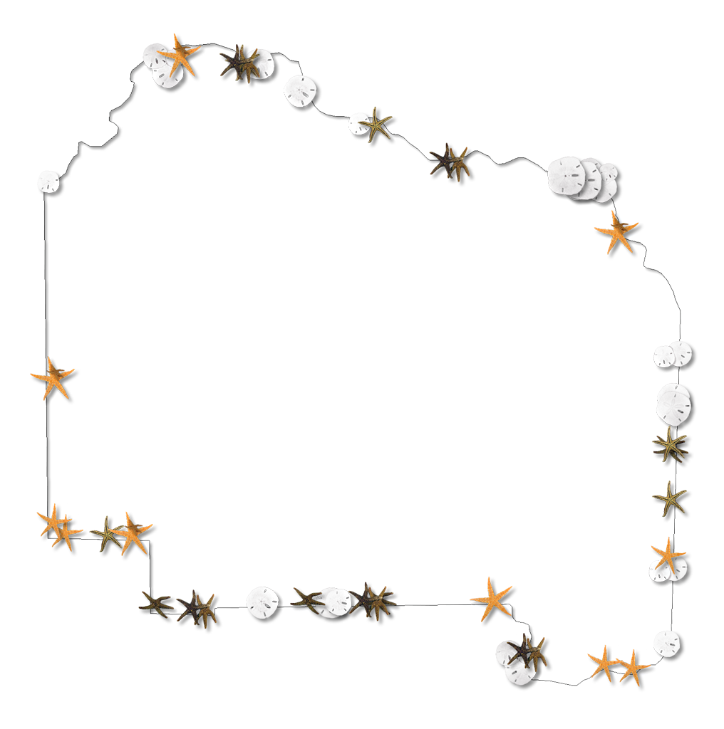 Starfish Outline Clip Art - Alachua - Png Download (762x768), Png Download
