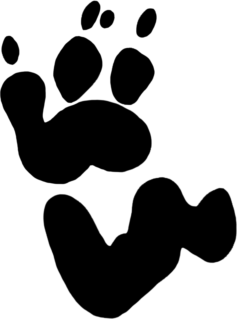 Cd Drawing Compact Disk - Koala Bear Koala Footprint Clipart (945x1140), Png Download