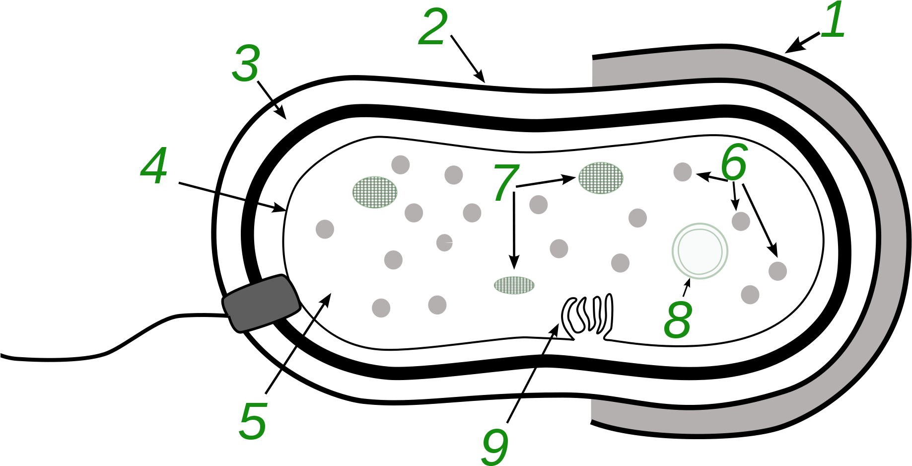 Clip Art Transparent Stock Bacteria Transparent Svg - Gambar Struktur Tubuh Bakteri - Png Download (2000x1064), Png Download