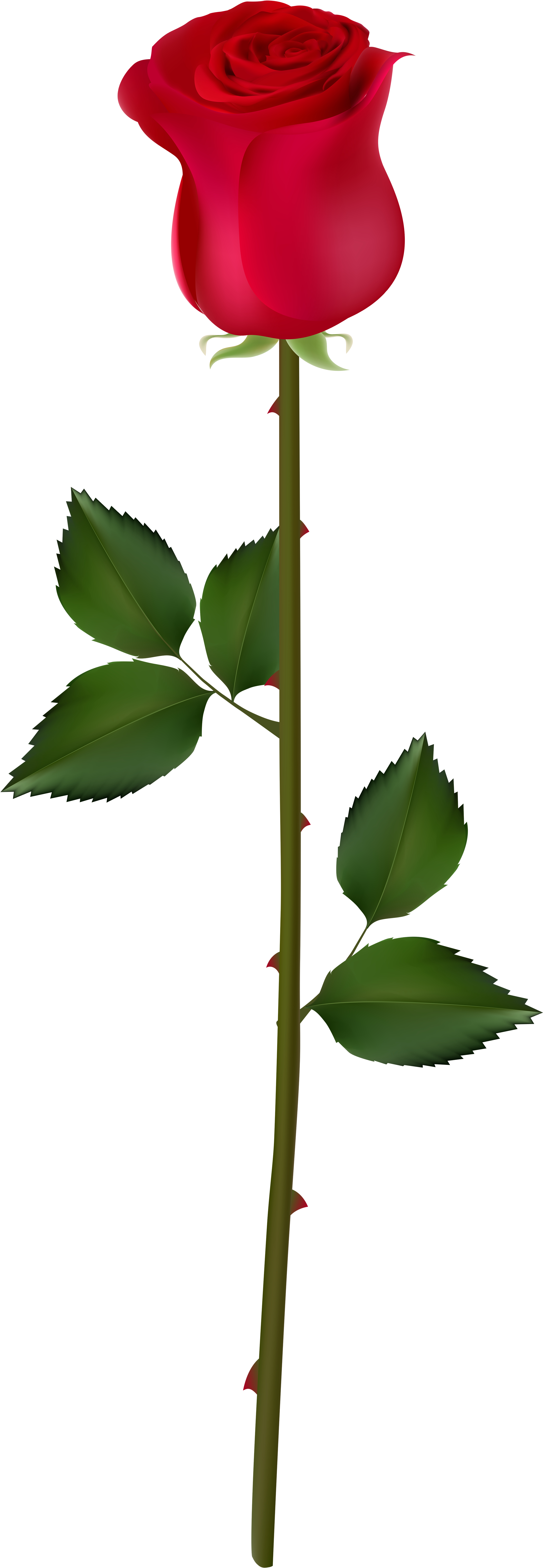 Red Rose Bud Png Clipart (2971x8000), Png Download