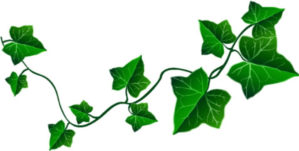 Ivy Clipart - Png Download (952x480), Png Download