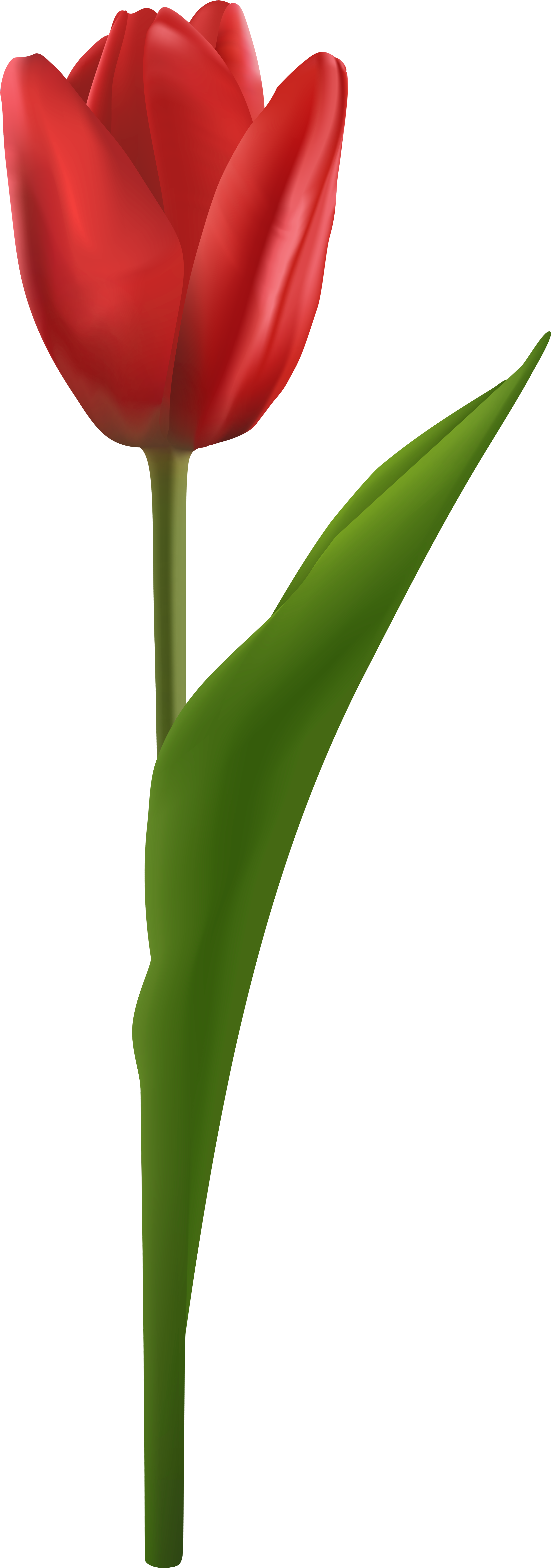 Portable Network Graphics Clipart (2858x8000), Png Download