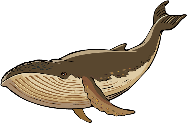 Learn About The Coyote At The Washington Nature Mapping - Humpback Whale Whisperer Pillow Case Clipart (641x481), Png Download