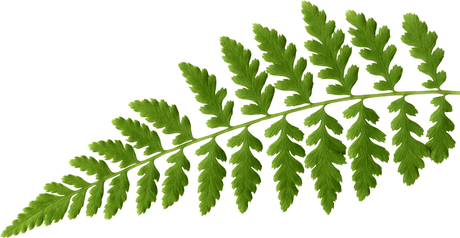 Dynamic Menus That Change With The Seasons - Illustration Clipart (1600x850), Png Download