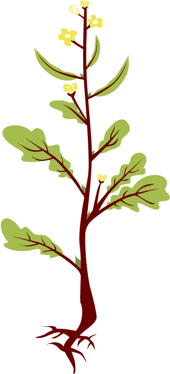 Roots Clipart Mustard Tree - اجزاء النبات للصف الثاني الابتدائي - Png Download (700x734), Png Download