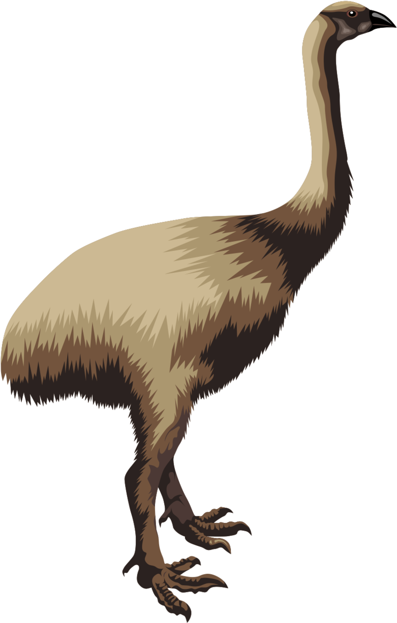 Kakapo - Moa Transparent Background Clipart (914x1350), Png Download