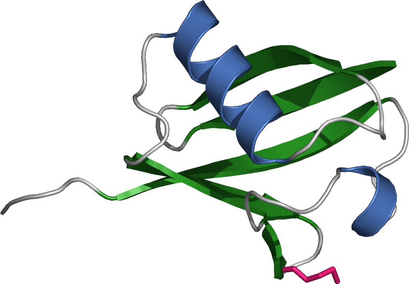 Wikipedia, The Free Encyclopedia - Ubiquitin Clipart (828x575), Png Download