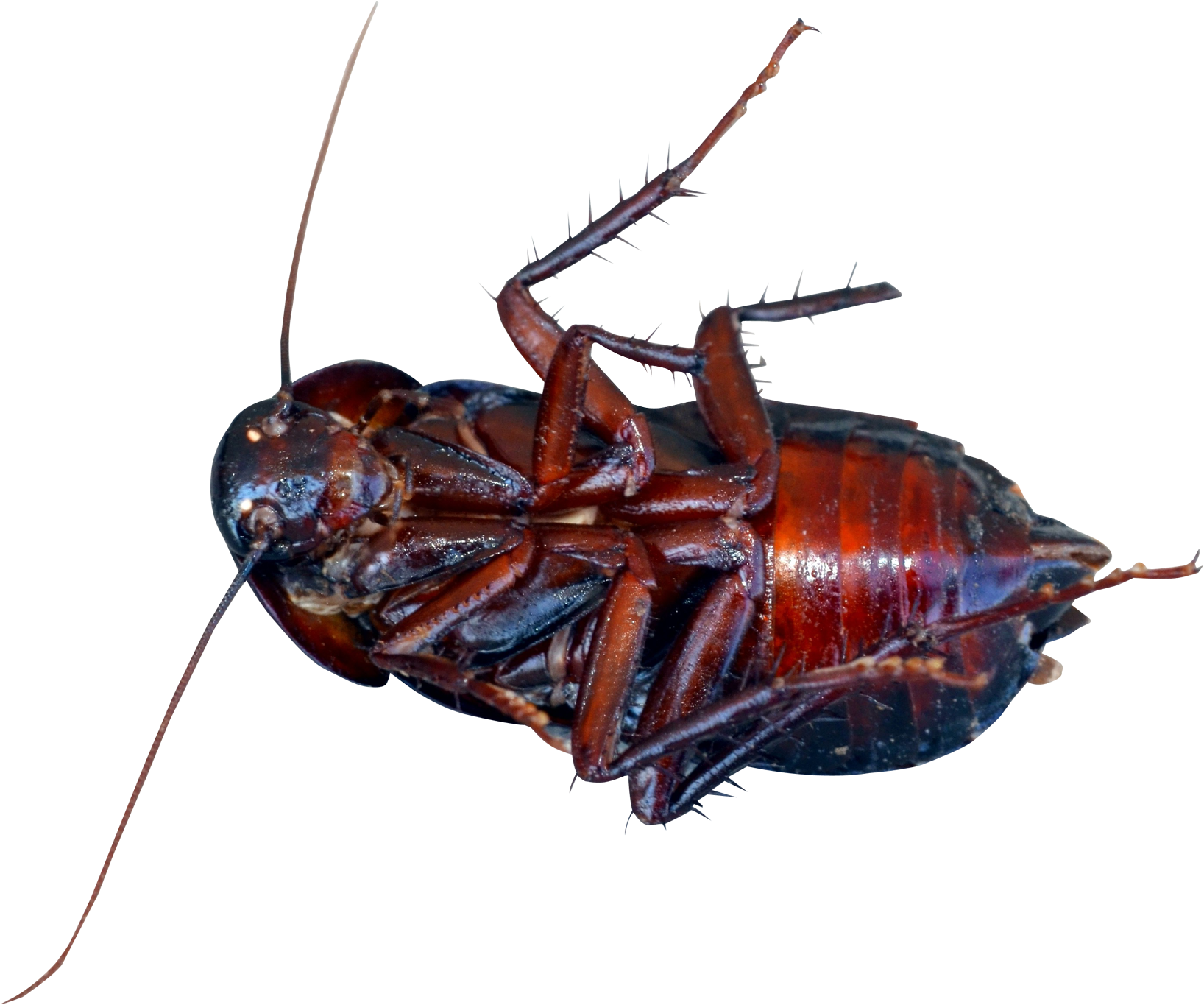 Cockroach Png Clipart (1700x1448), Png Download