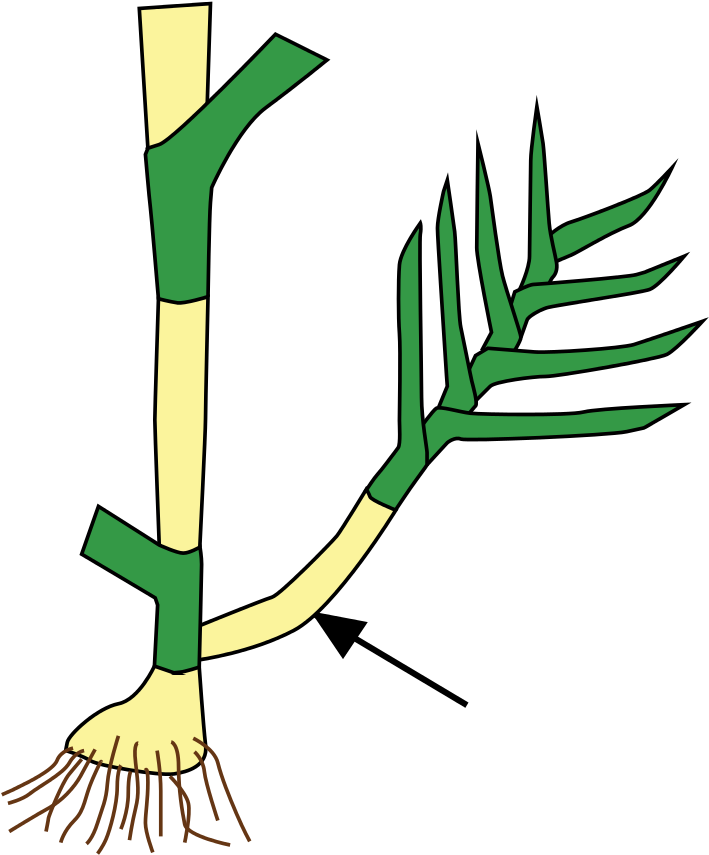 176 × 240 Pixels - Tiller Stem Clipart (563x767), Png Download