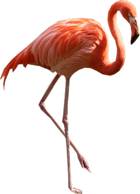 Free Png Images - Flamingo Png Clipart - Full Size Clipart (#1018194