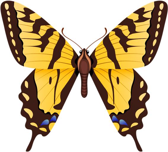 Butterfly Project, Clipart Images, Insects, Stained - Tiger Swallowtail Butterfly Drawing - Png Download (600x544), Png Download