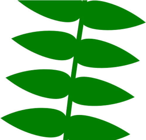 Vine Clipart Vine Plant - Cartoon - Png Download (640x480), Png Download