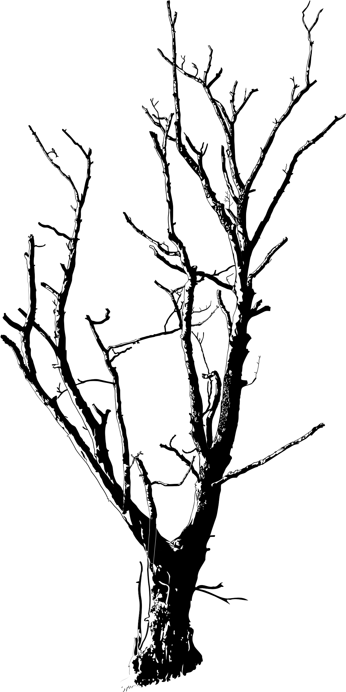 Medium Image - Dead Tree Line Drawing Clipart (566x800), Png Download