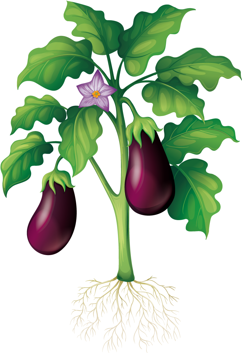 Eggplant Clipart Garden School Vegetable Garden Drawing Png