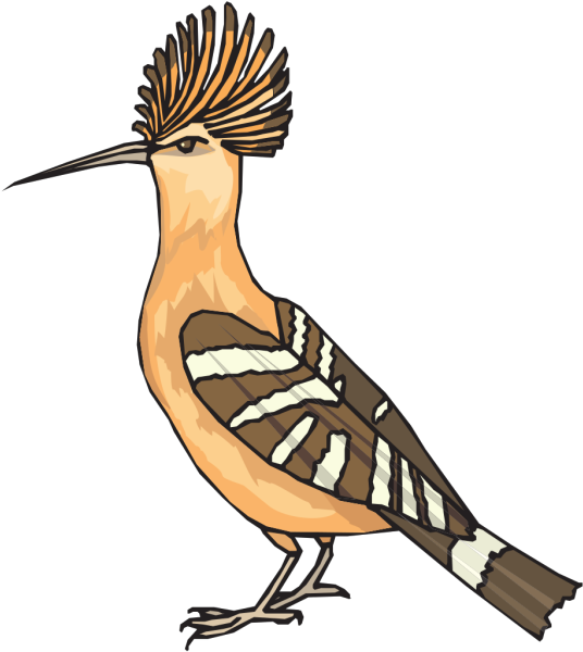 Roadrunner Clipart Angry - Drawing Of Hudhud Bird - Png Download (534x597), Png Download