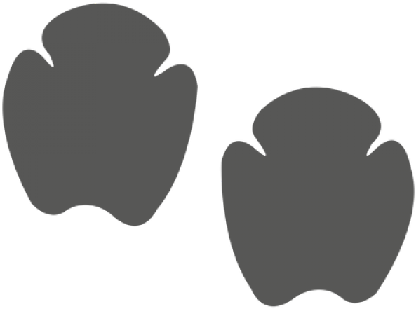 Footprint Clipart Rhino - Rhino Footprints - Png Download (640x480), Png Download