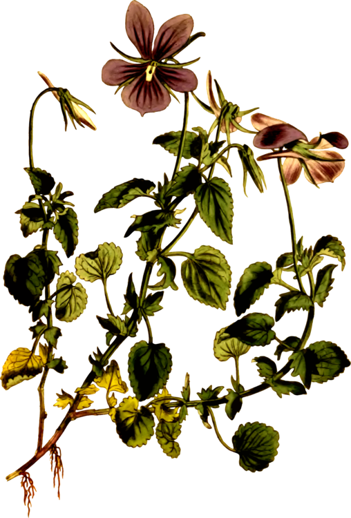 Viola Cornuta Viola Riviniana Botany Drawing Botanical - Botanical Drawings Violet Clipart (508x750), Png Download