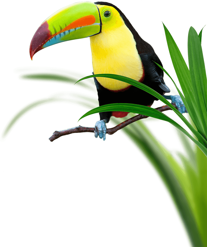 Toucan Perching Surrounded By Grass - Toucan Clipart (696x832), Png Download