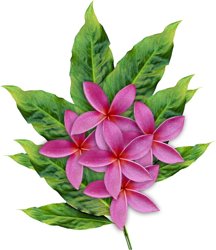 Illustrations - Plumeria Clipart (910x1024), Png Download
